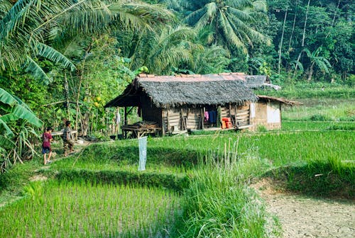 Two People Walking Towards A Nipa Hut In The Rice Fields Surrounded By Thick Vegetation