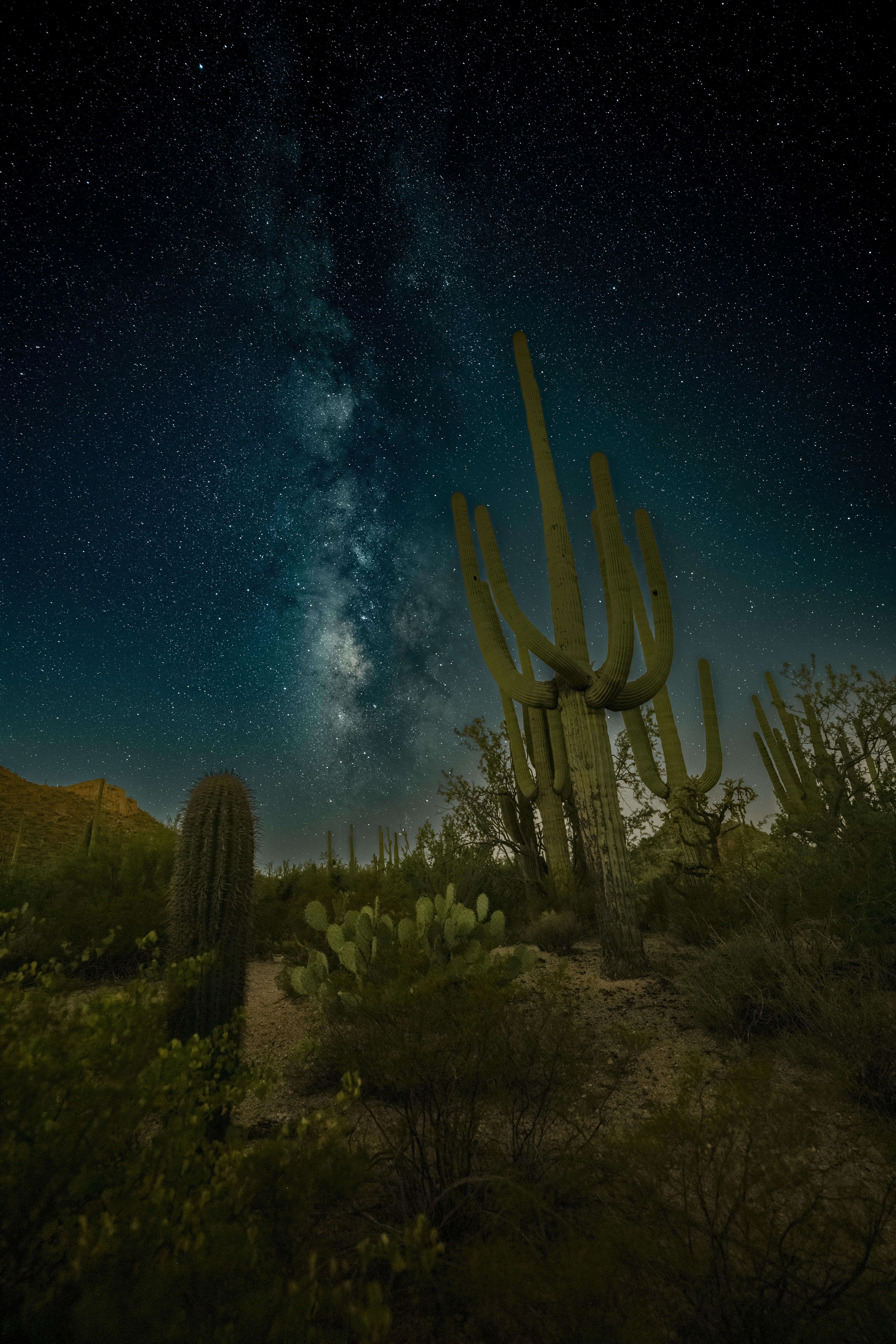 Captured under the Milky Way, iconic saguaro cacti stand tall in the Tucson desert night.