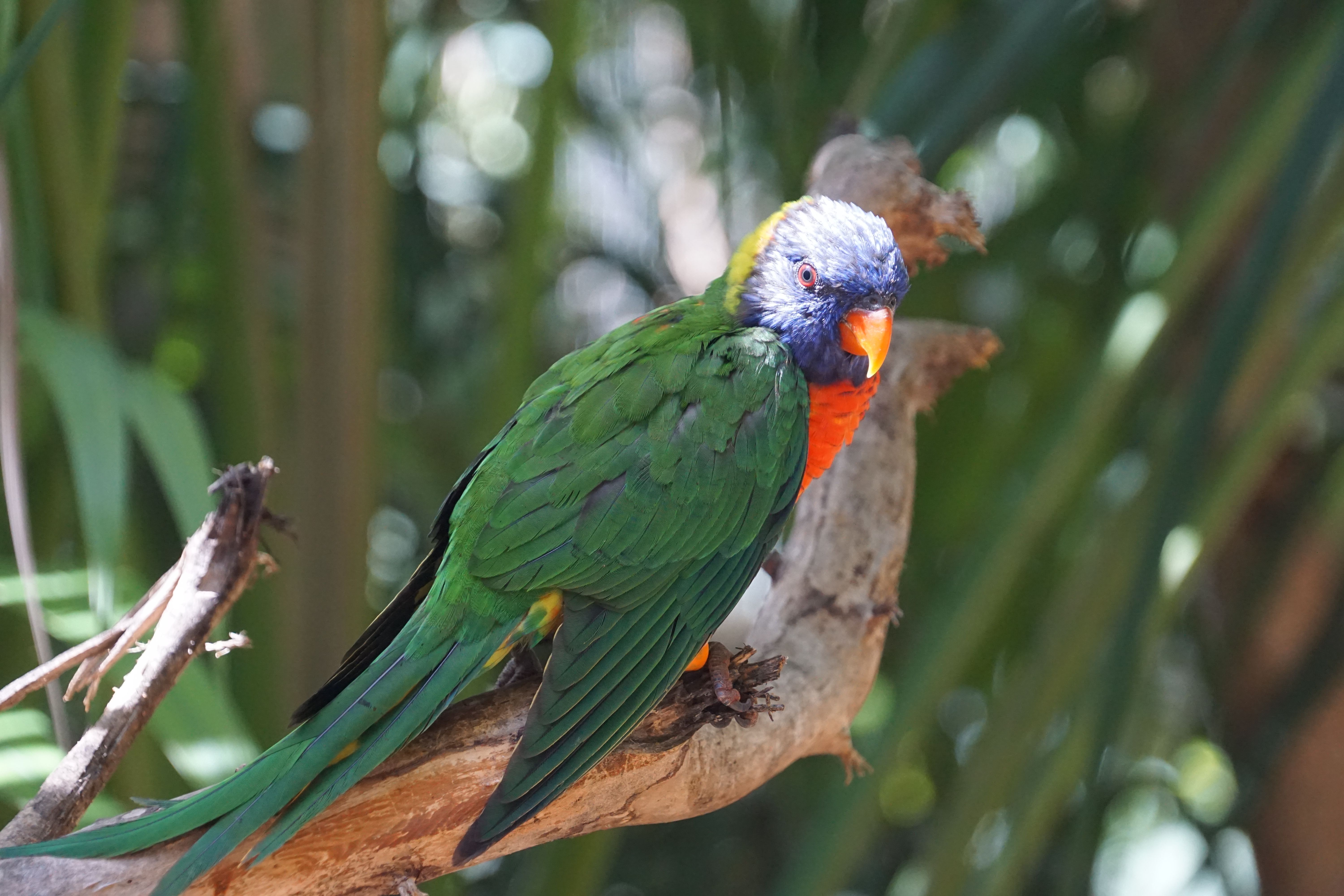 A vibrant rainbow lorikeet perched on a branch amidst lush greenery.
