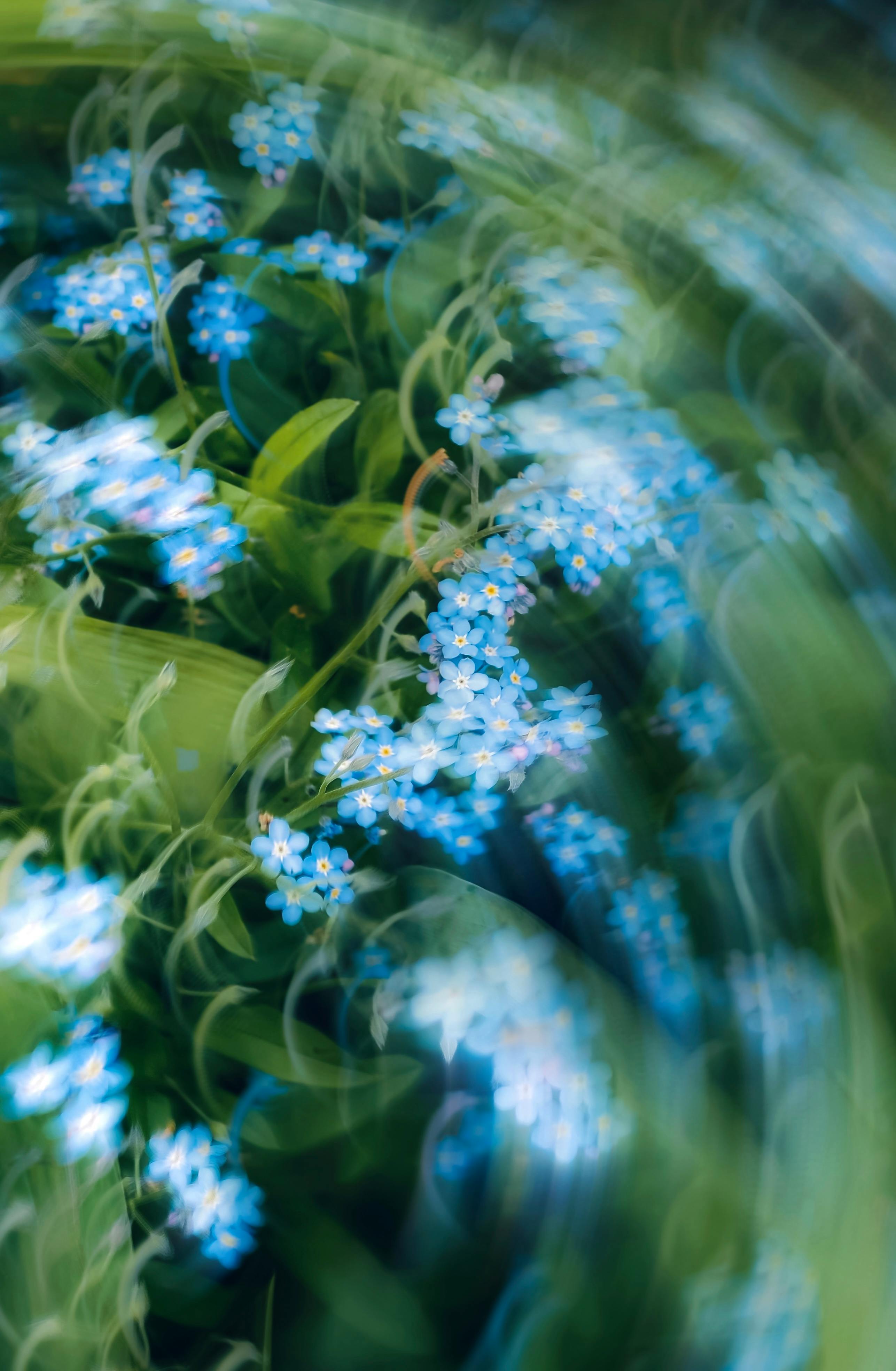 An artistic capture of blue forget-me-not flowers with a swirling blur effect, offering a dreamy impression.