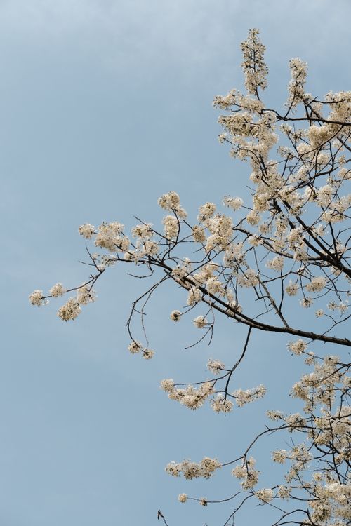 Free A serene image of tree branches with white blossoms set against a clear blue sky. Stock Photo