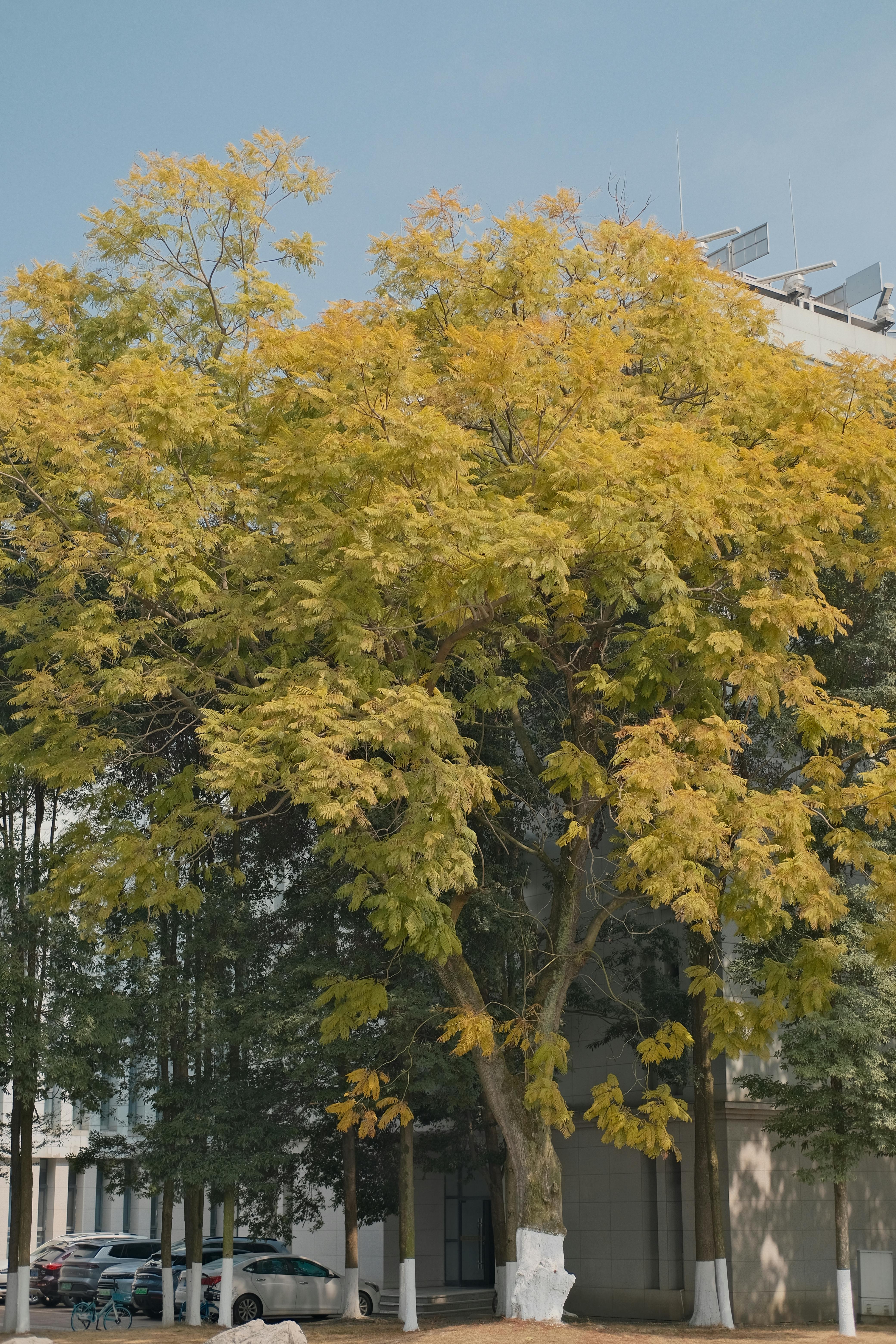 golden tree in urban setting with blue sky