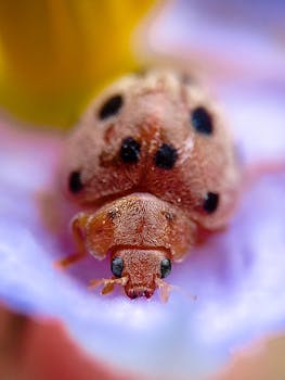 Macro photograph of a ladybug resting on a vibrant flower. Ideal for nature enthusiasts.