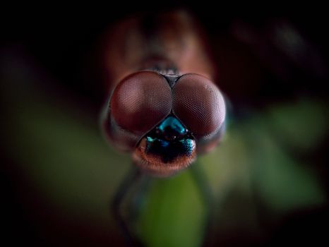 Macro photograph highlighting the intricate detail of a dragonfly's compound eyes.
