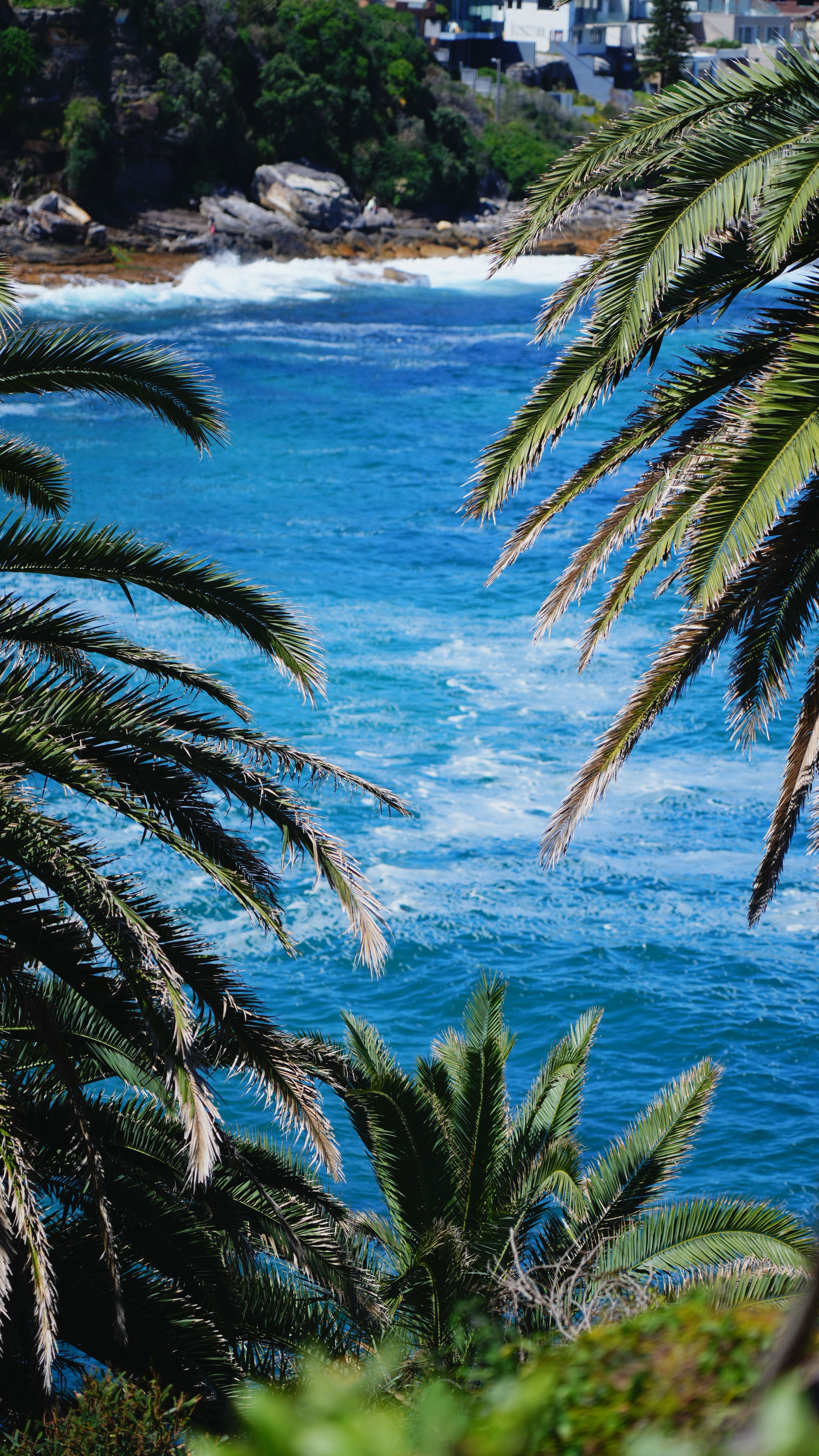 Tropical Beach with Palm Trees and Ocean Waves · Free Stock Photo
