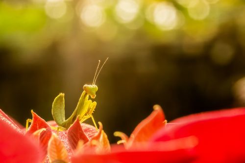 Free Praying mantis perched on a colorful flower in warm sunlight. Stock Photo