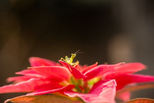 Close-up of a praying mantis on a red poinsettia, showcasing nature's vibrant detail.