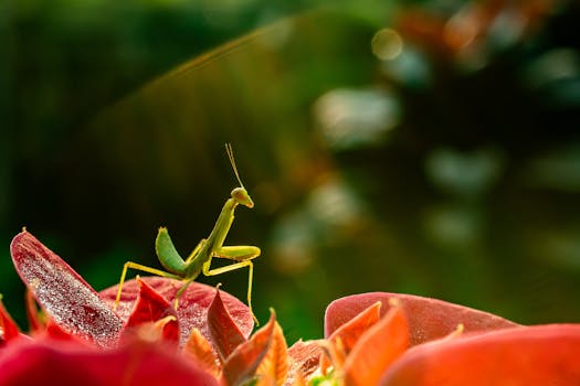 A vibrant macro shot of a green praying mantis perched on red petals with a blurred natural background.