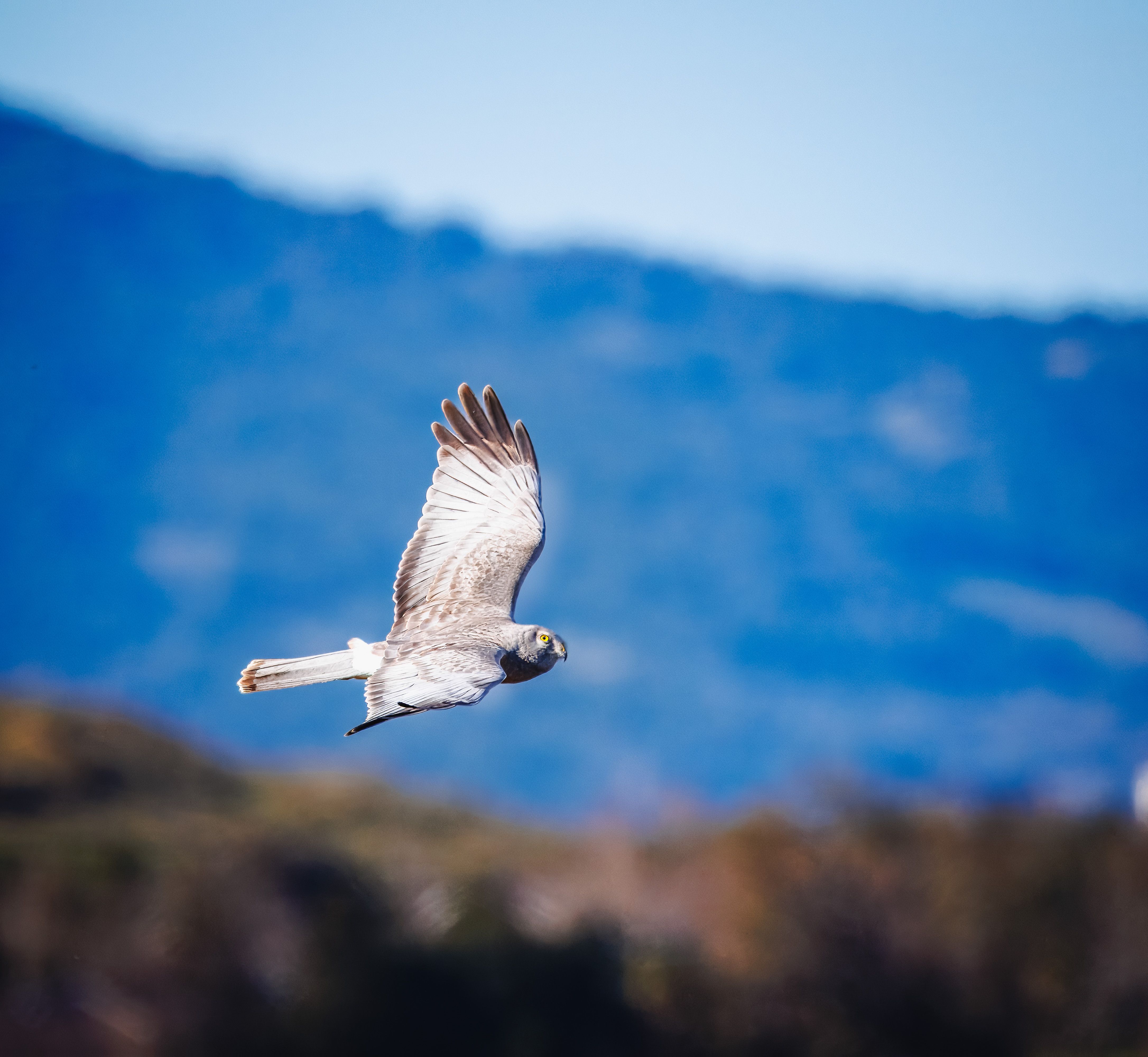 Majestic Hawk in Flight Against Mountain Background · Free Stock Photo