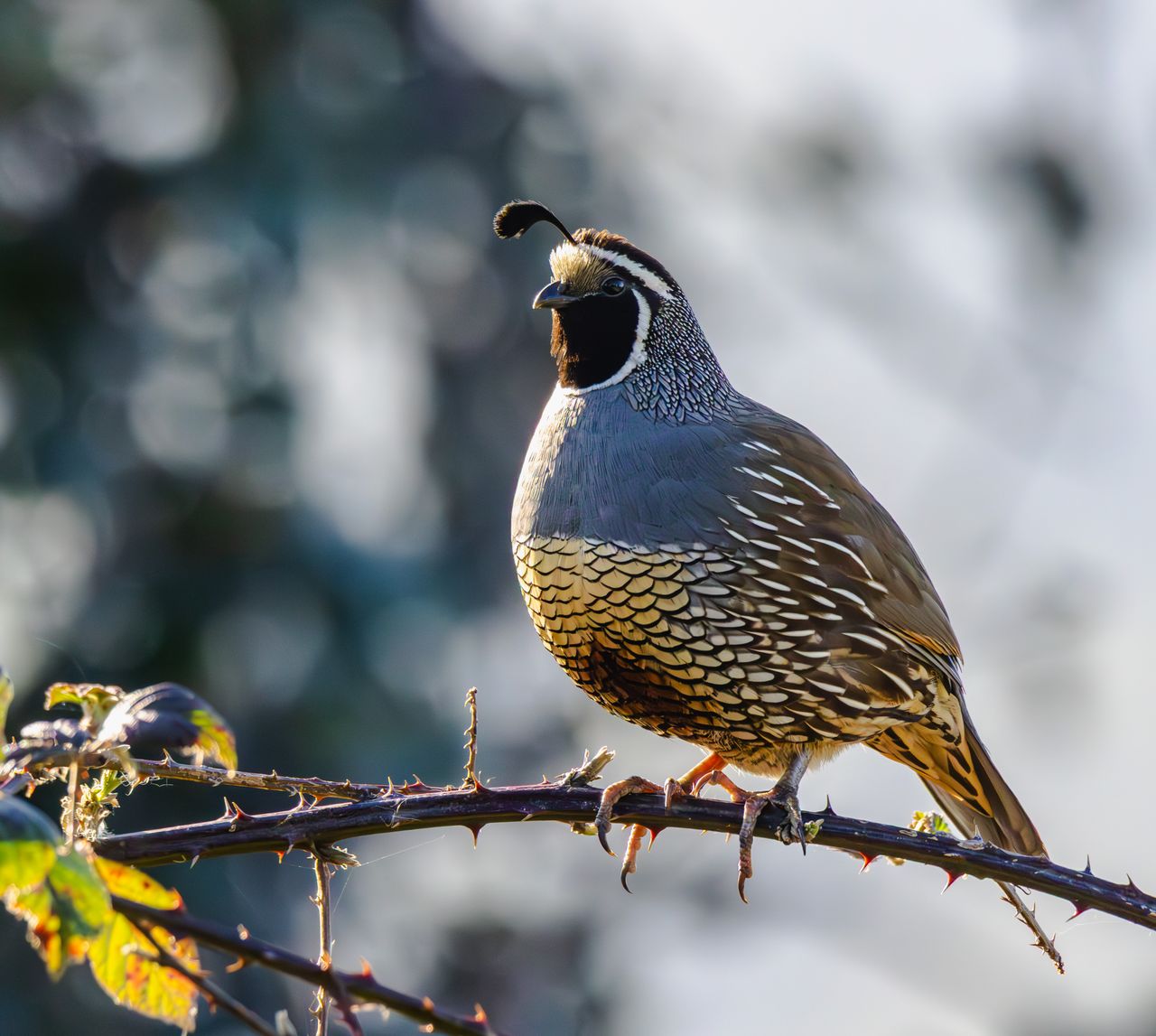Pacific Northwest Field Guide