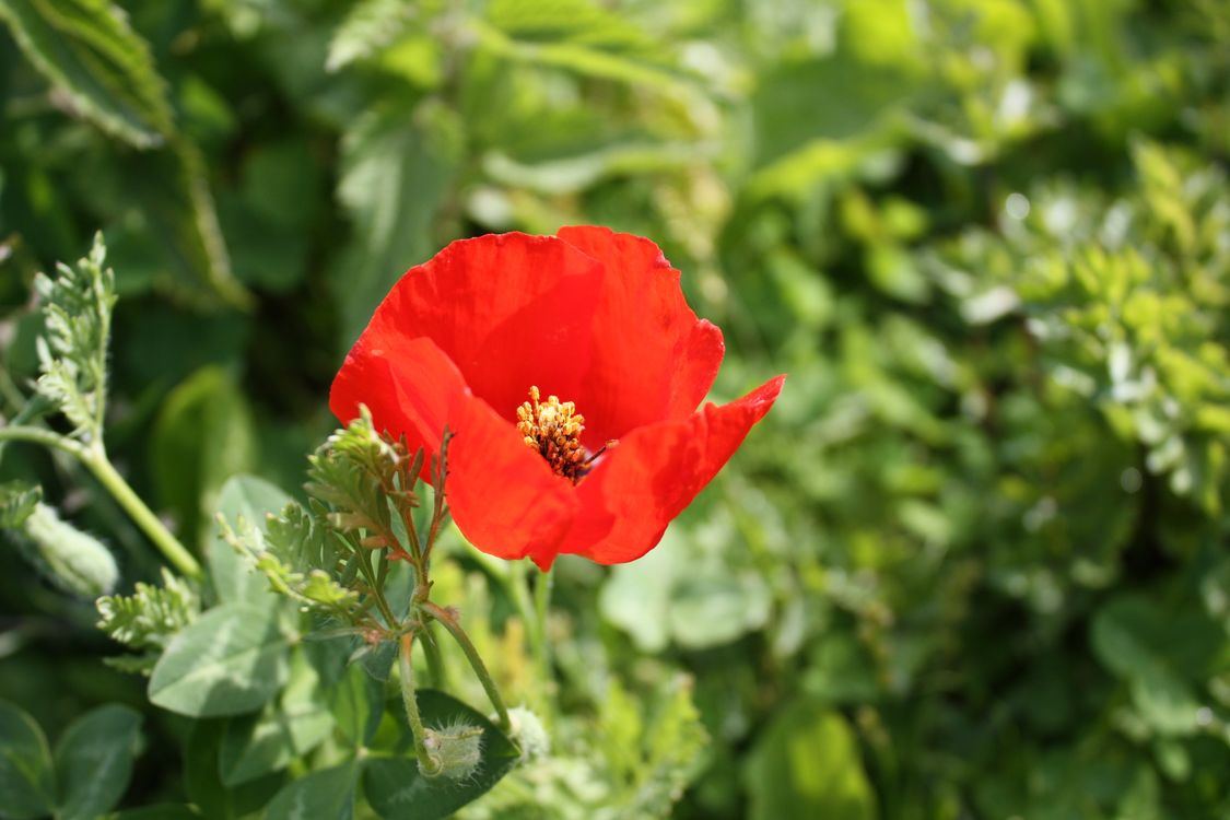 Poppy Definition Vibrant Red Poppy Flower in Bloom Outdoors · Free Stock Photo