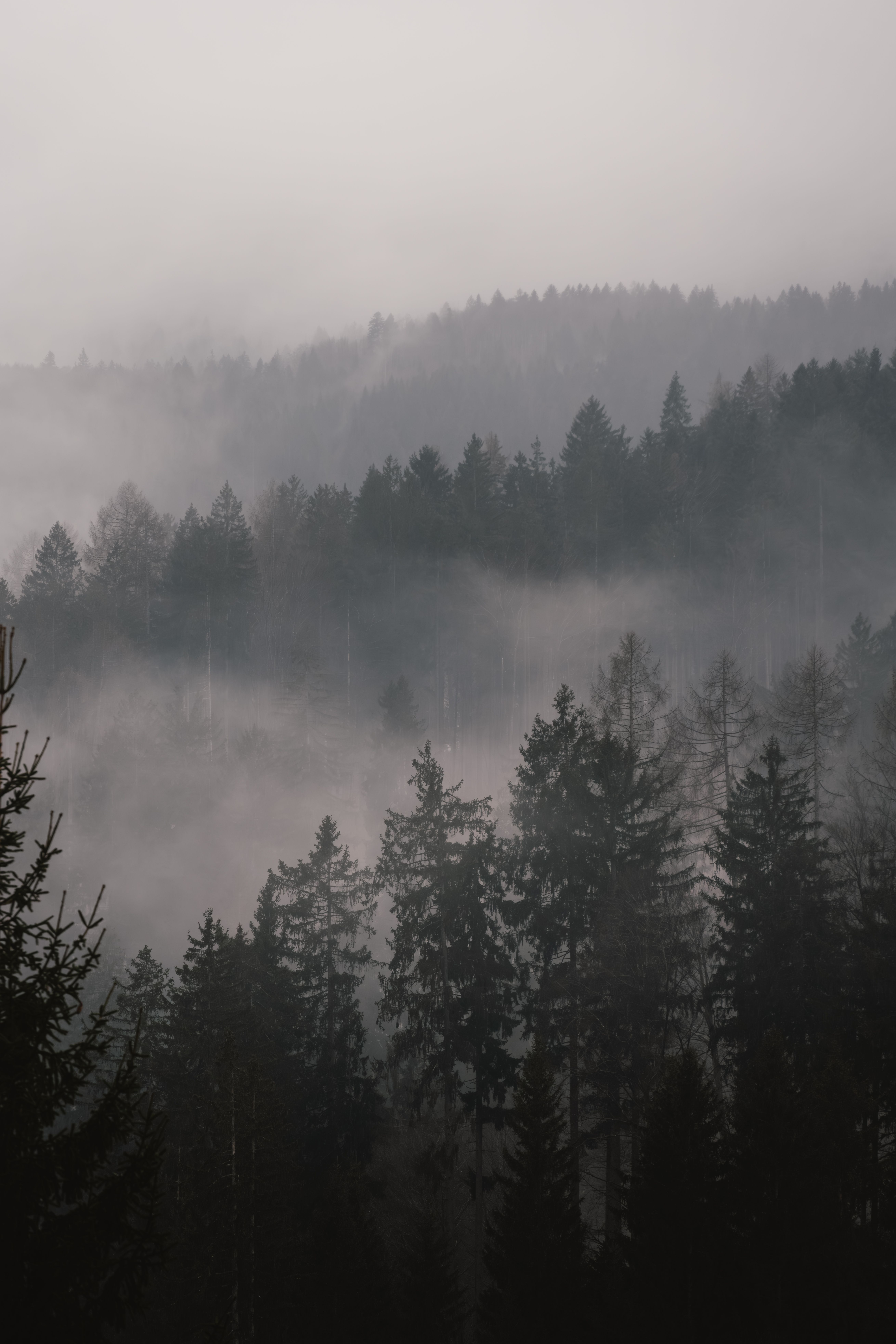 Misty Pine Forest Landscape in Soft Fog · Free Stock Photo