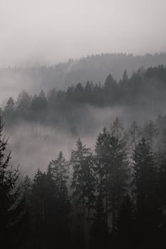 A serene view of a misty pine forest with cascading fog shrouding the hills.