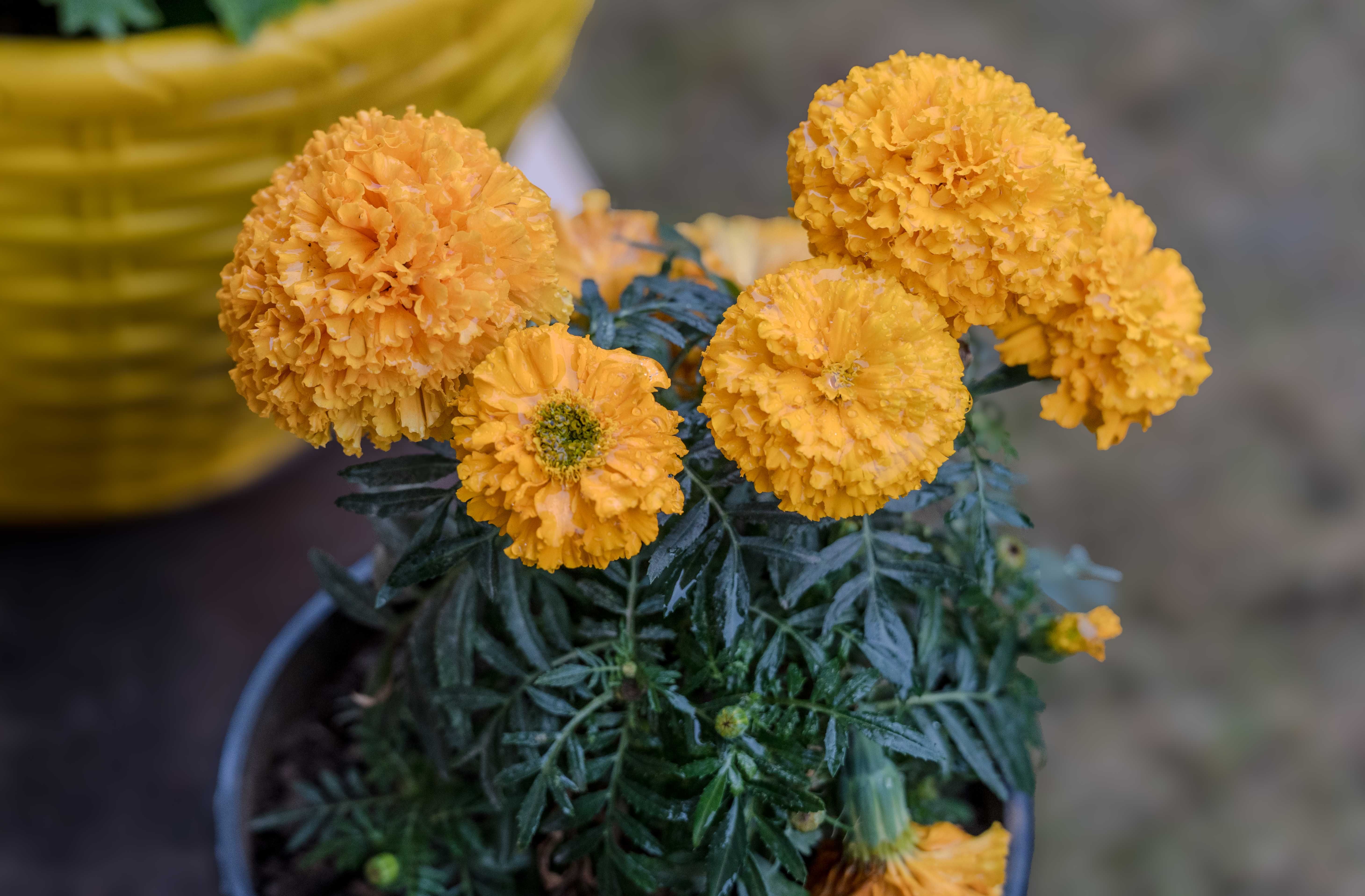 Vibrant Yellow Marigold Flowers in Bloom · Free Stock Photo
