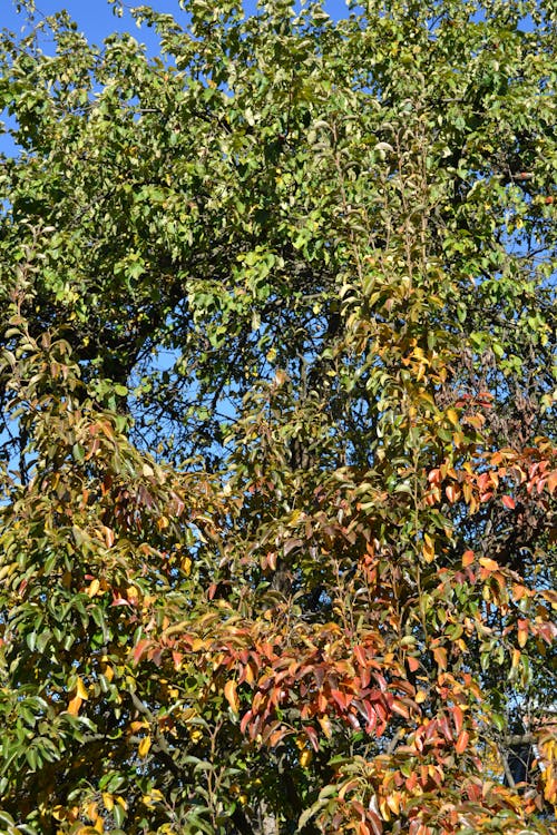 Foto profissional grátis de árvore, cor, cor do outono