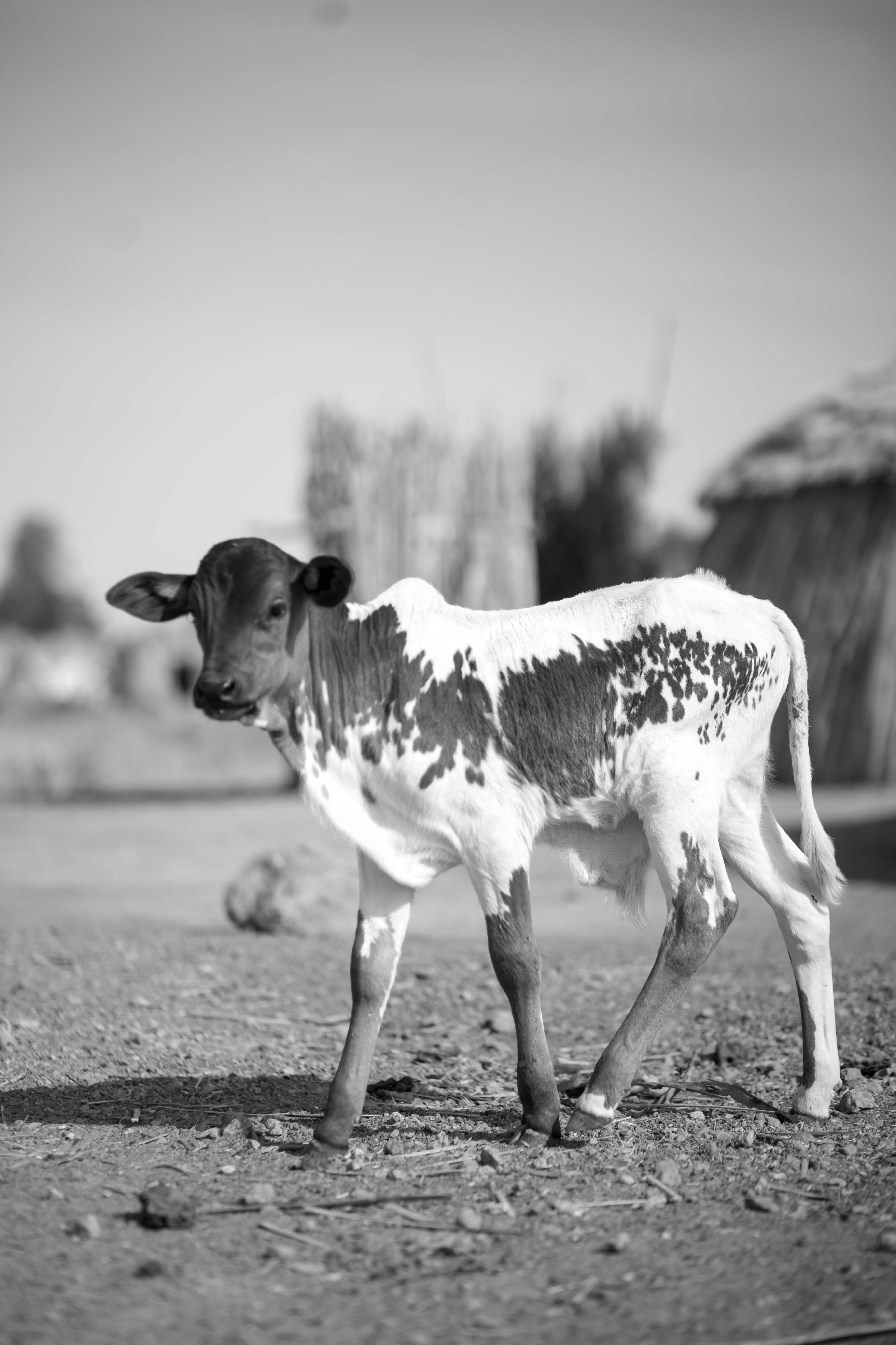 A young calf standing outdoors, captured in black and white.
