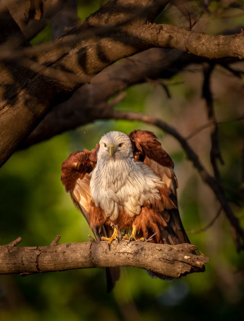 Free A majestic Brahminy Kite perched on a tree branch in a lush forest setting. Stock Photo