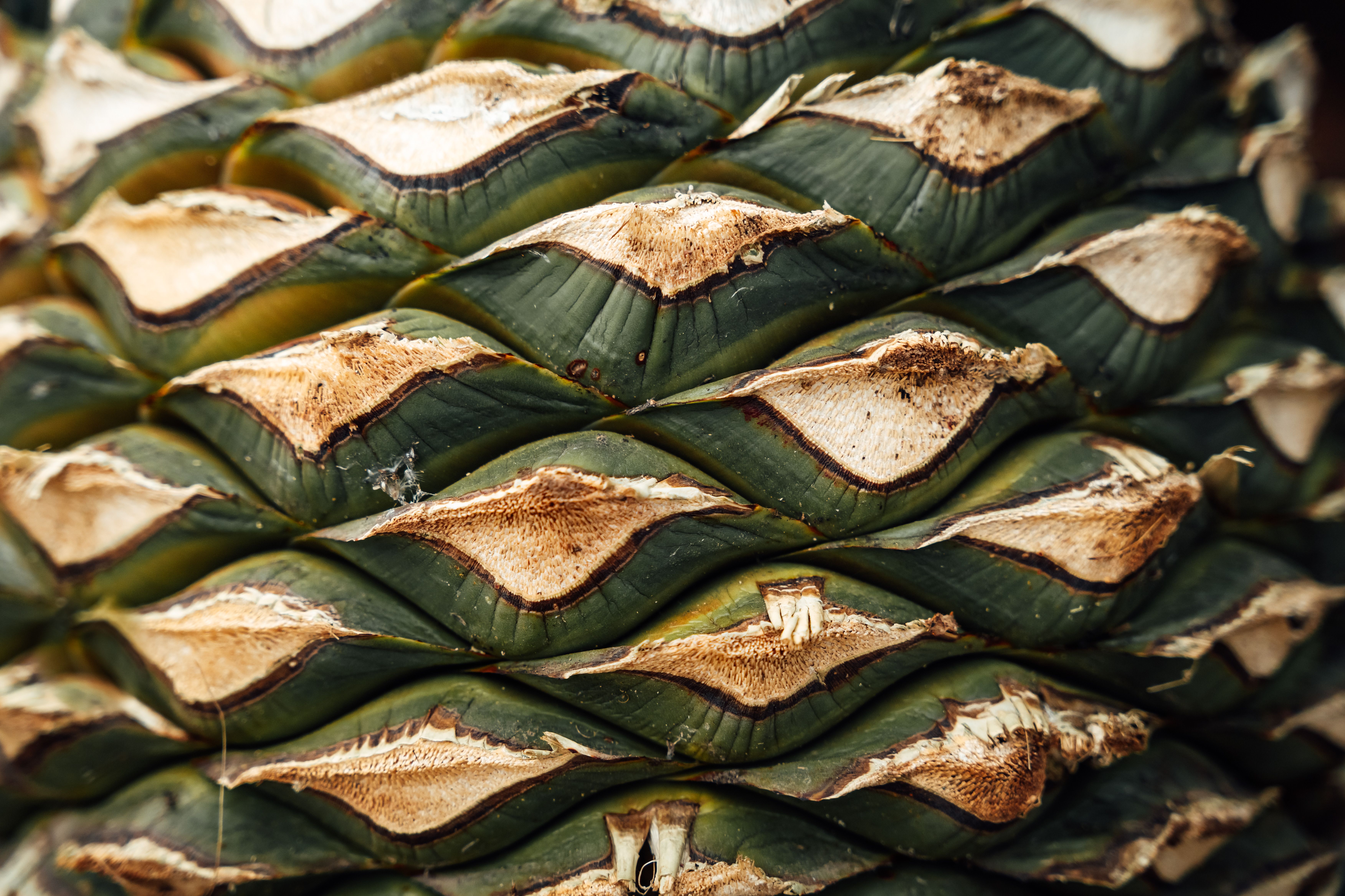 Prise de vue macro détaillée de la texture de la plante d'agave à Oaxaca, présentant des motifs naturels.