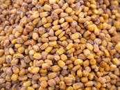 Pile of Roasted Corn Kernels in Kahramanmaraş