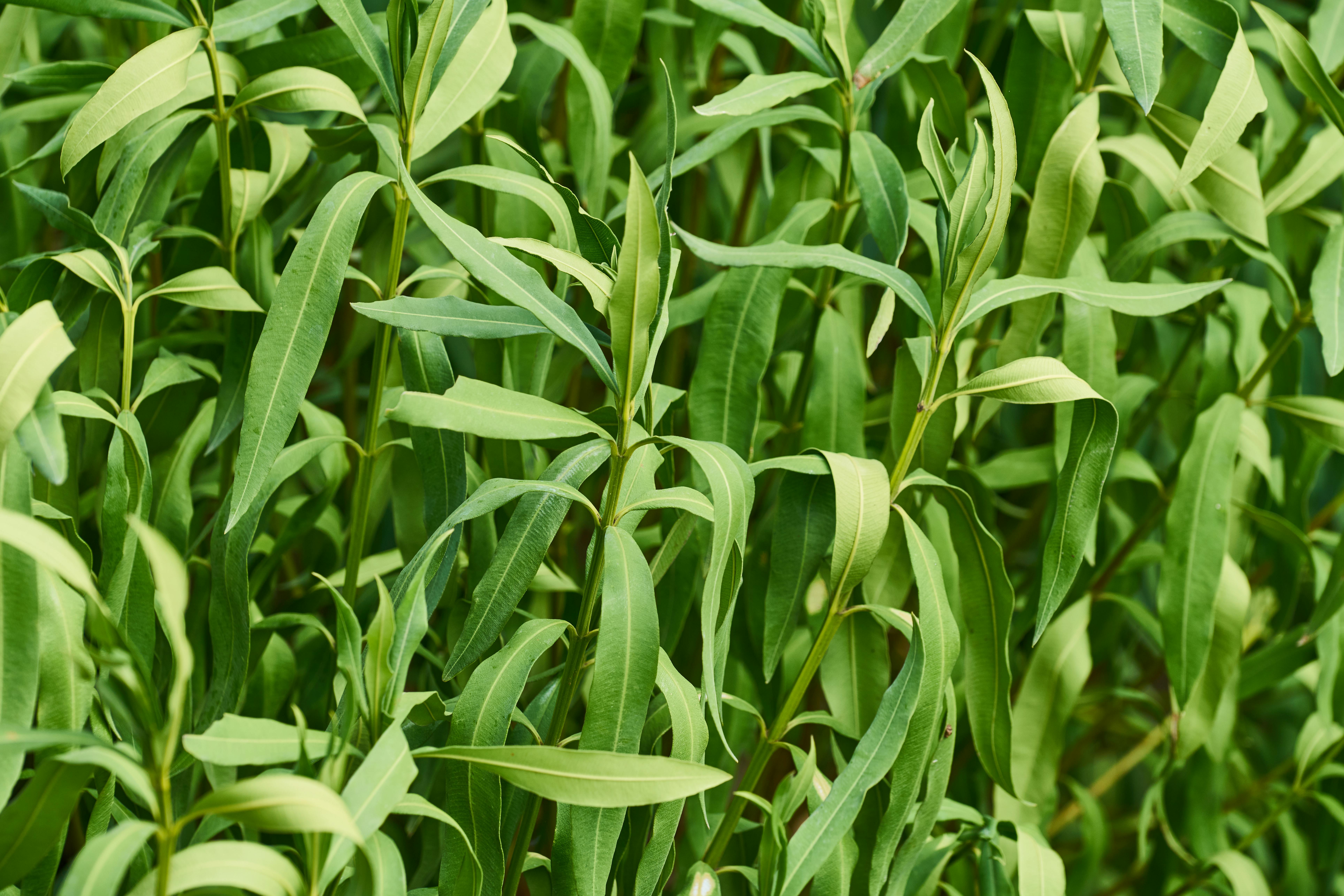 Green Leafed Plant \u00b7 Free Stock Photo