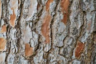 高分辨率微距照片捕捉到了树皮纹理的复杂细节，突显了自然的图案与色彩