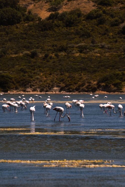 Free A serene scene of flamingos wading in the wetlands of West Turkey, surrounded by nature. Stock Photo