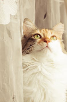 Beautiful calico cat with bright green eyes looking contemplatively by a curtain, showcasing its delicate whiskers and soft fur.