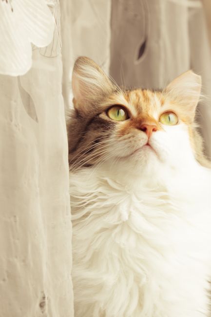 Fotomural Hermoso gato calico con brillantes ojos verdes mirando contemplativamente junto a una cortina, mostrando sus bigotes delicados y su suave pelaje.