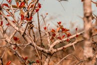 Close-up of Thorny Branches with Red Leaves