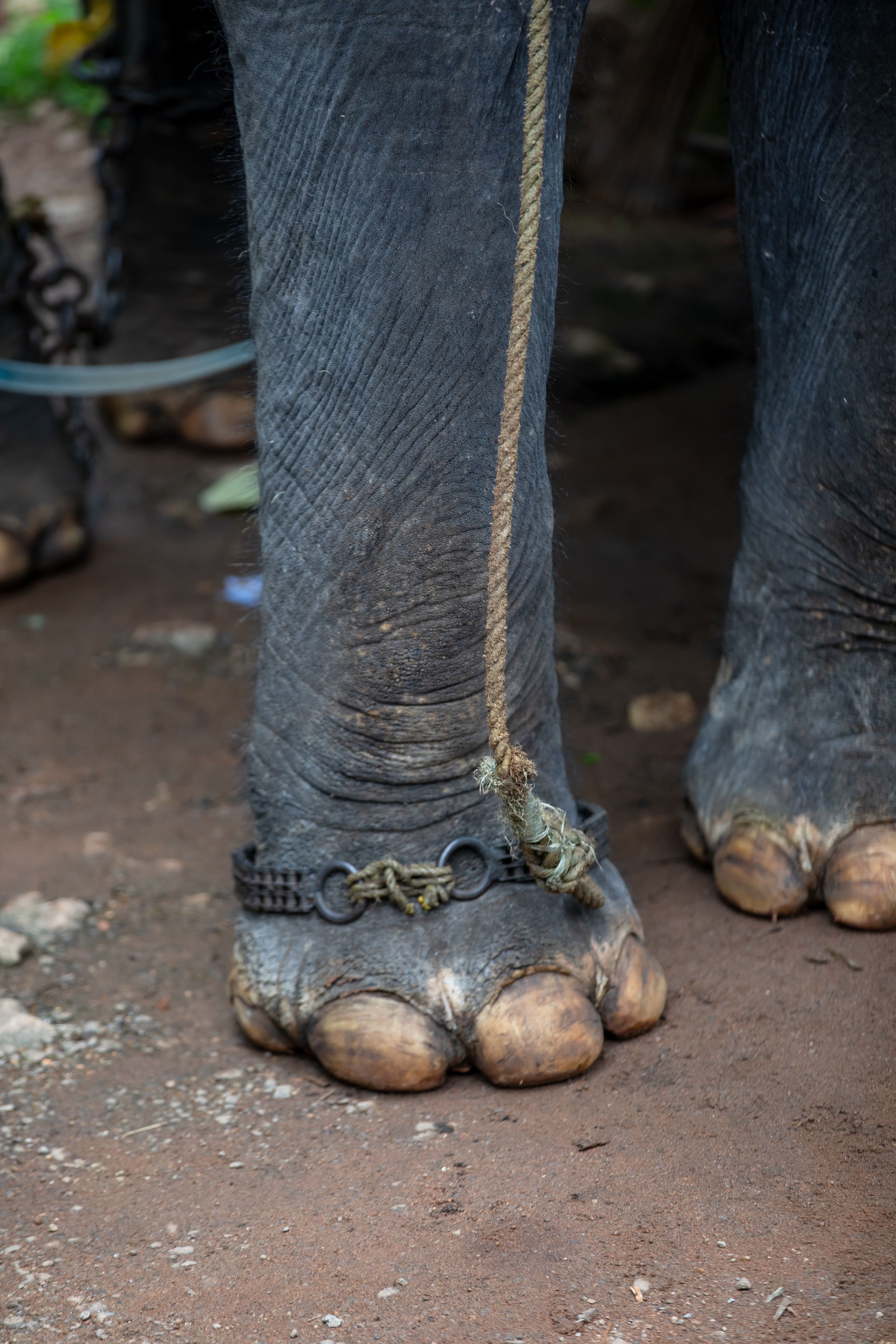 Elephant in Chains on Dirt Surface · Free Stock Photo