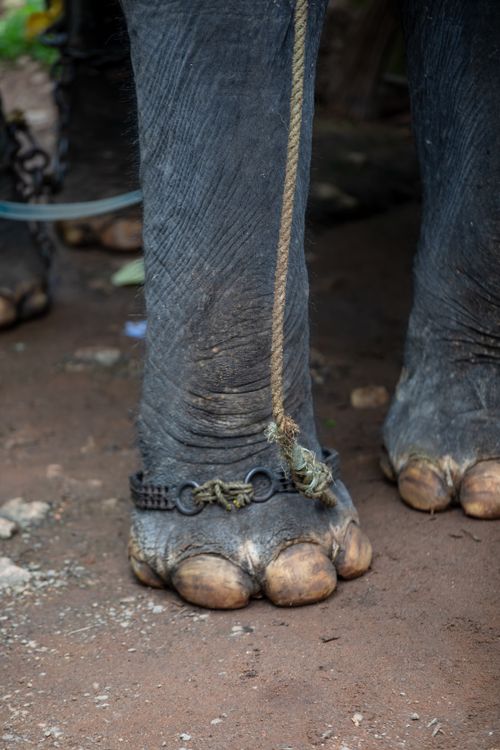 Elephant In Chains Elephant in Chains on Dirt Surface · Free Stock Photo