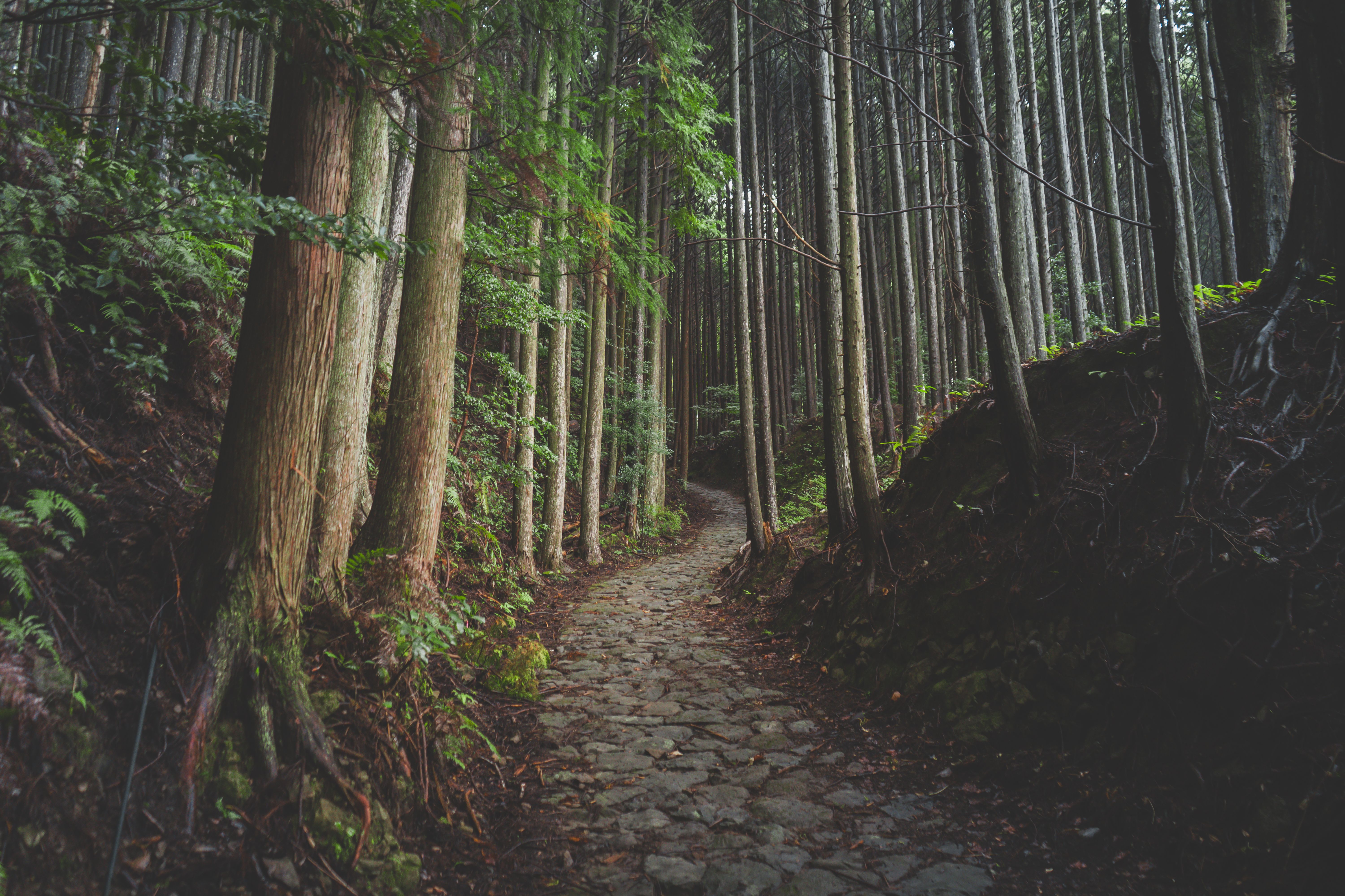hidden gems Japan off the beaten path Kumano Kodo pilgrimage trail mountain forest