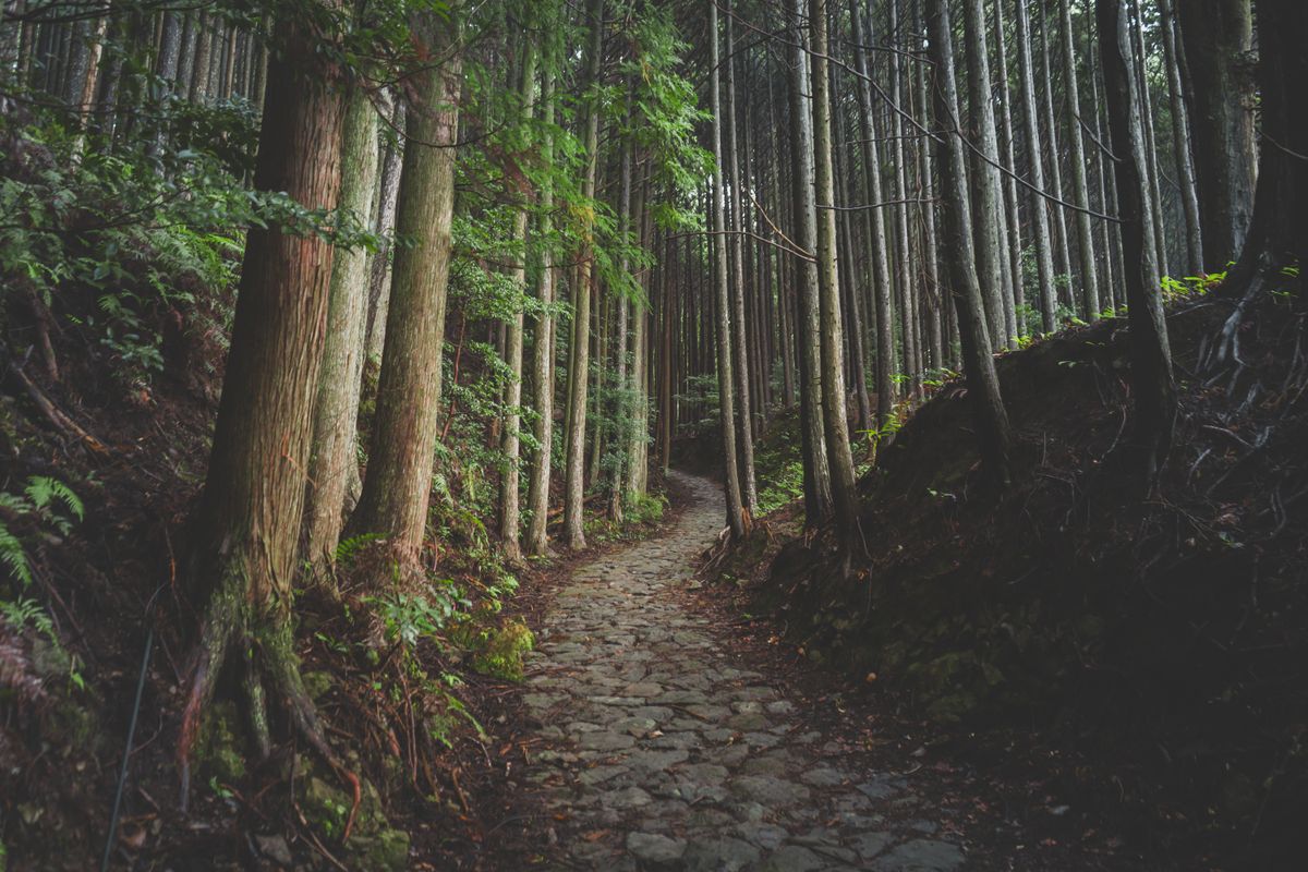 Stone path through a Japanese forest leading to ancient temple buildings