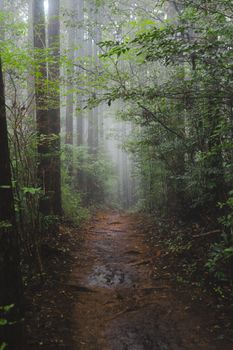 Explore a serene forest path enveloped in fog, capturing nature's tranquil beauty in Japan.