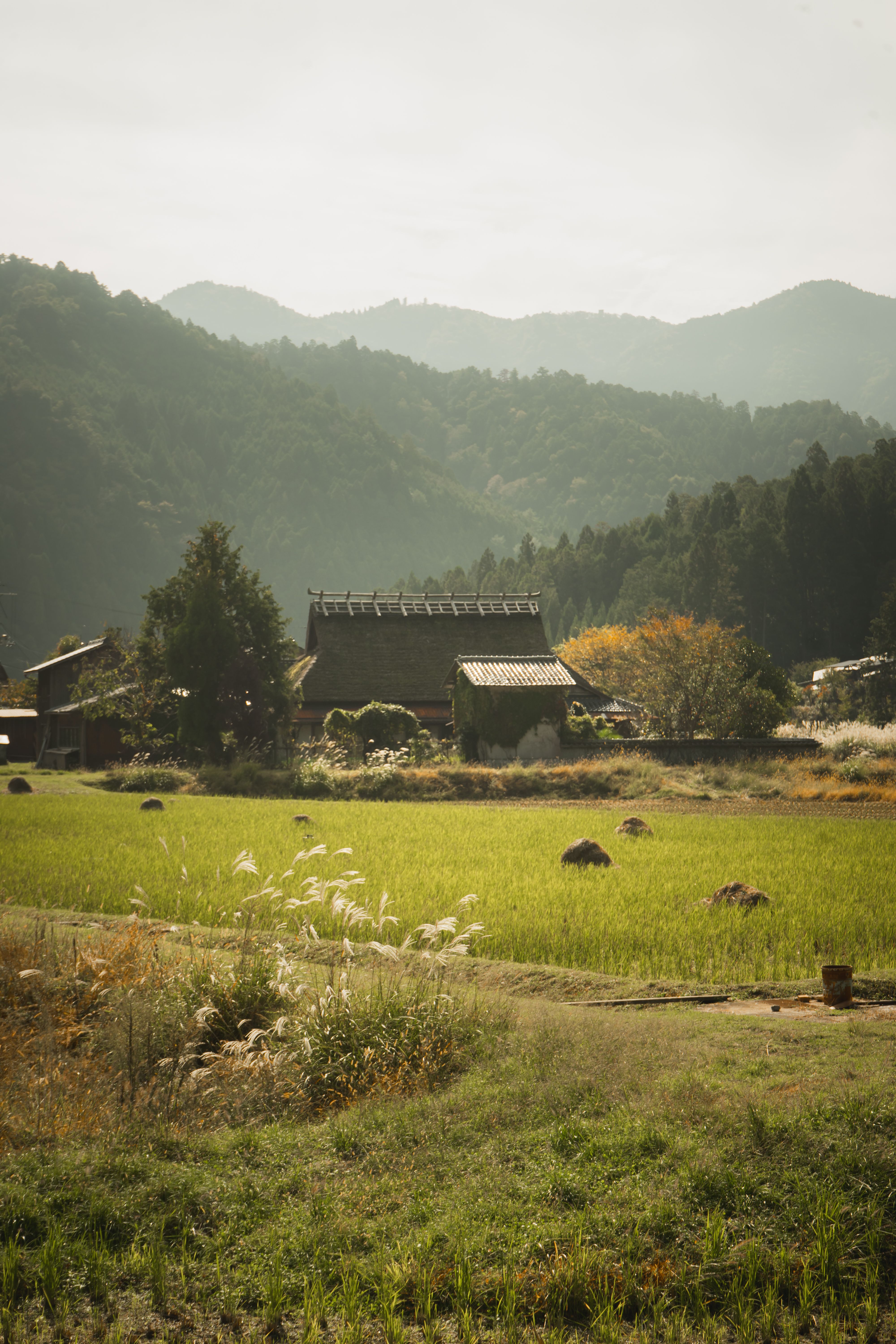 Rumah beratap jerami di desa tradisional Jepang dengan lanskap sawah dan pegunungan