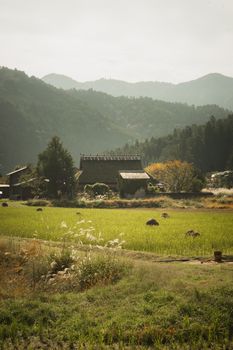 Peaceful Japanese rural landscape featuring a traditional thatched roof house amidst lush green fields.