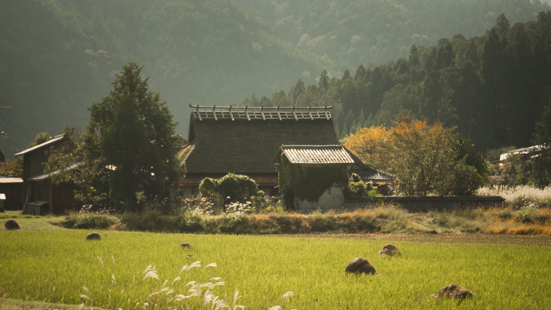 Rumah beratap jerami di desa tradisional Jepang dengan lanskap sawah dan pegunungan