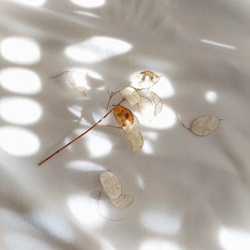 Artistic composition of a dried branch casting shadows on a light background.