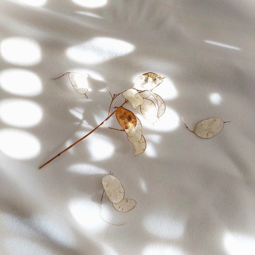 Free Artistic composition of a dried branch casting shadows on a light background. Stock Photo