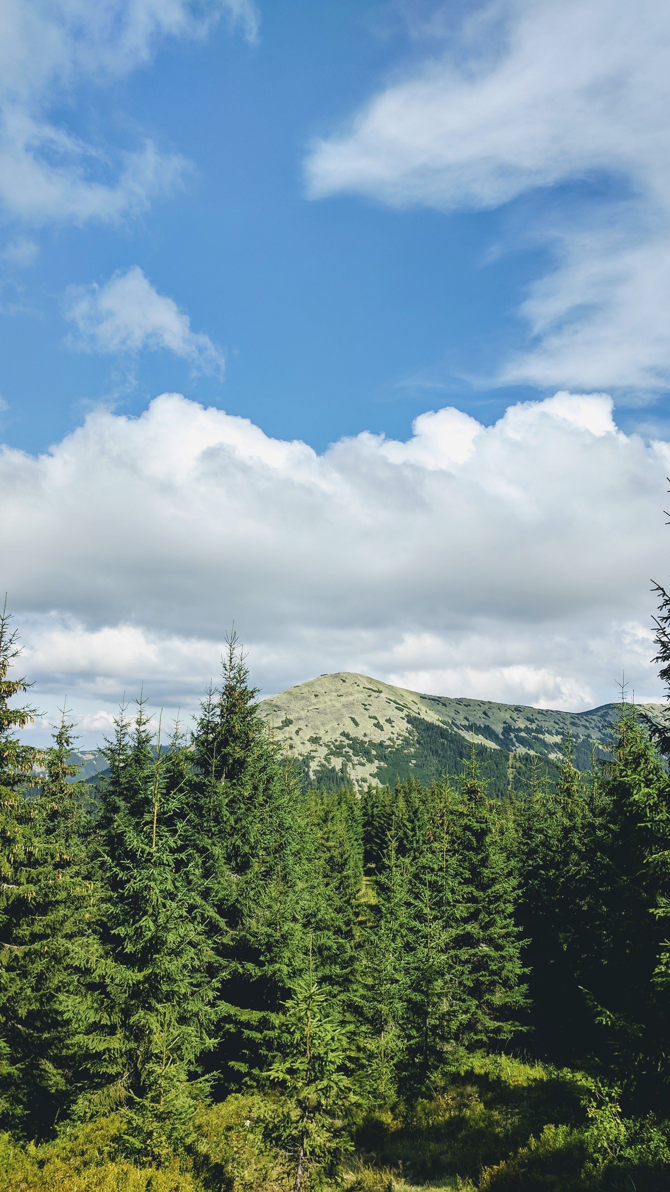 Majestic mountain peak under blue sky with dense pine forest in foreground.