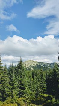 Majestic mountain peak under blue sky with dense pine forest in foreground.