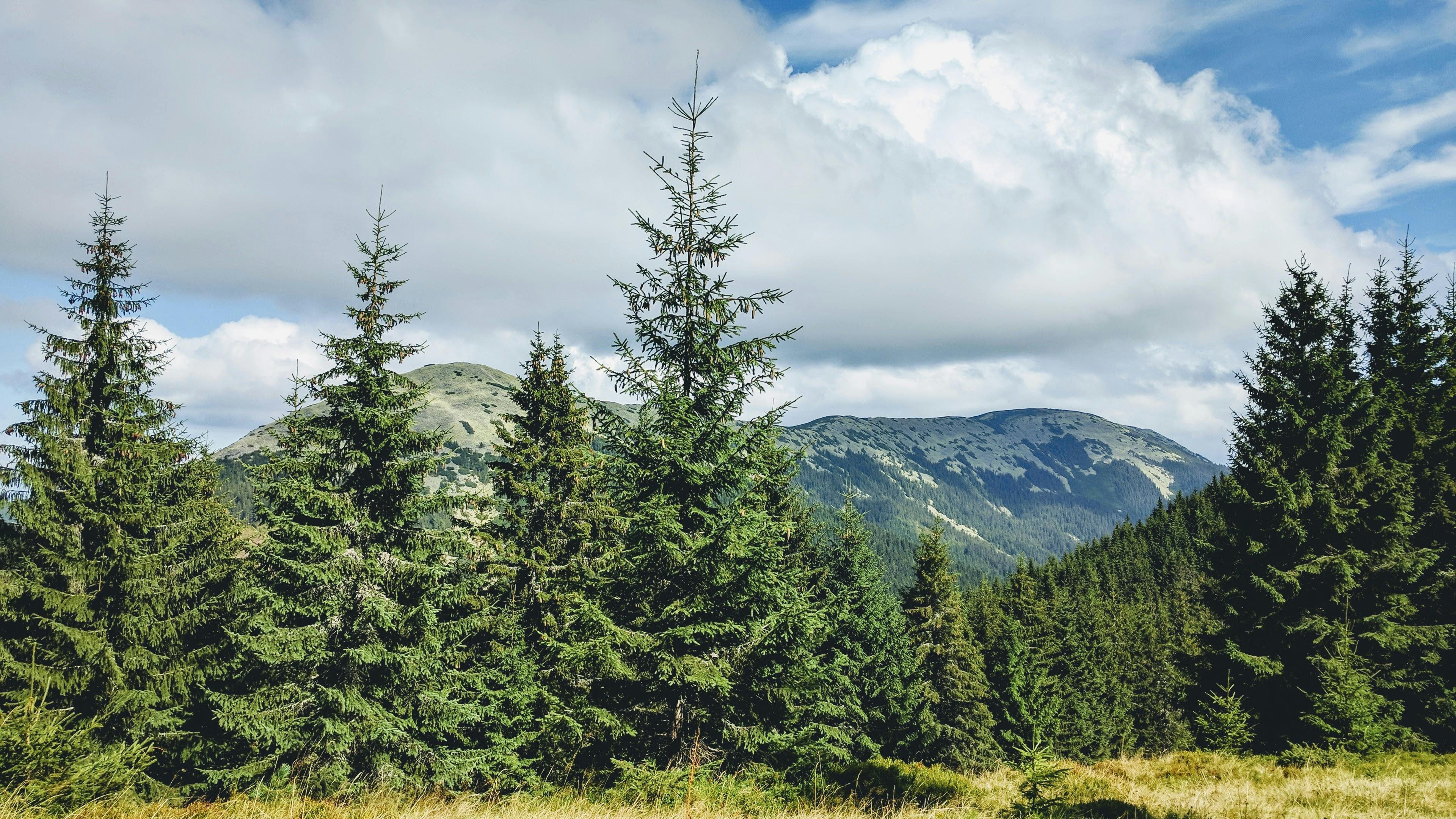 Lush green pine trees against majestic mountains and a blue sky.