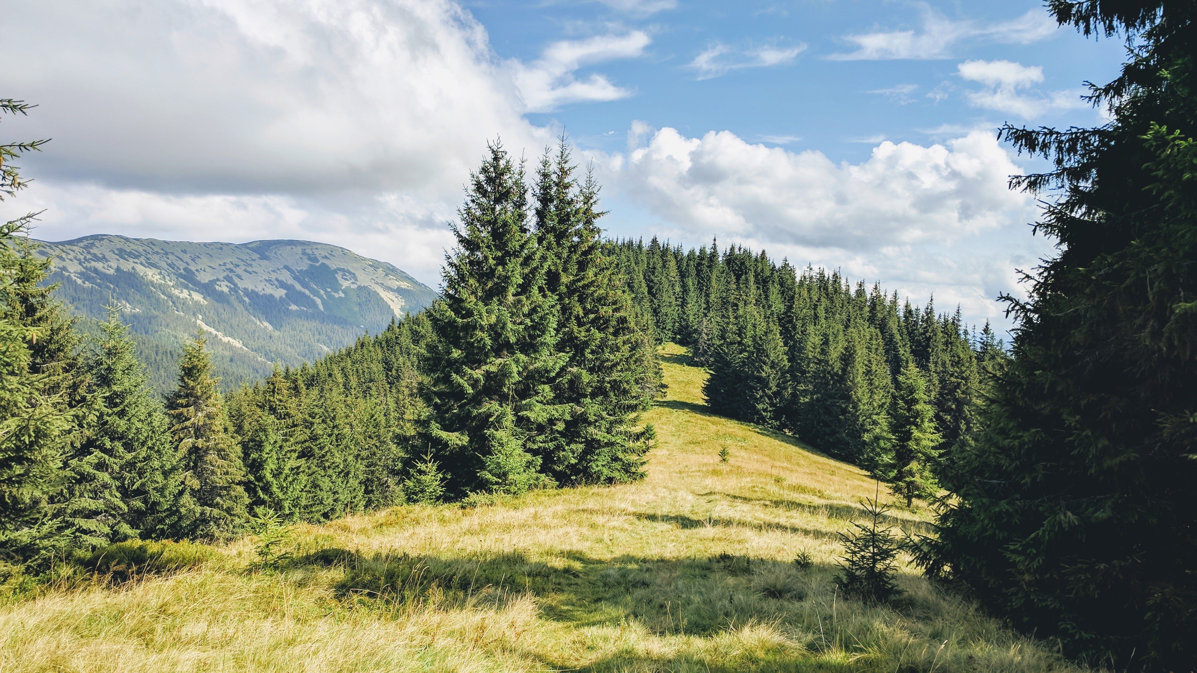 Majestic mountain range with dense pine forest under a bright blue sky.