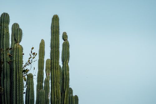 Free Majestic tall cacti reaching towards a clear blue sky in Oaxaca, Mexico. Stock Photo