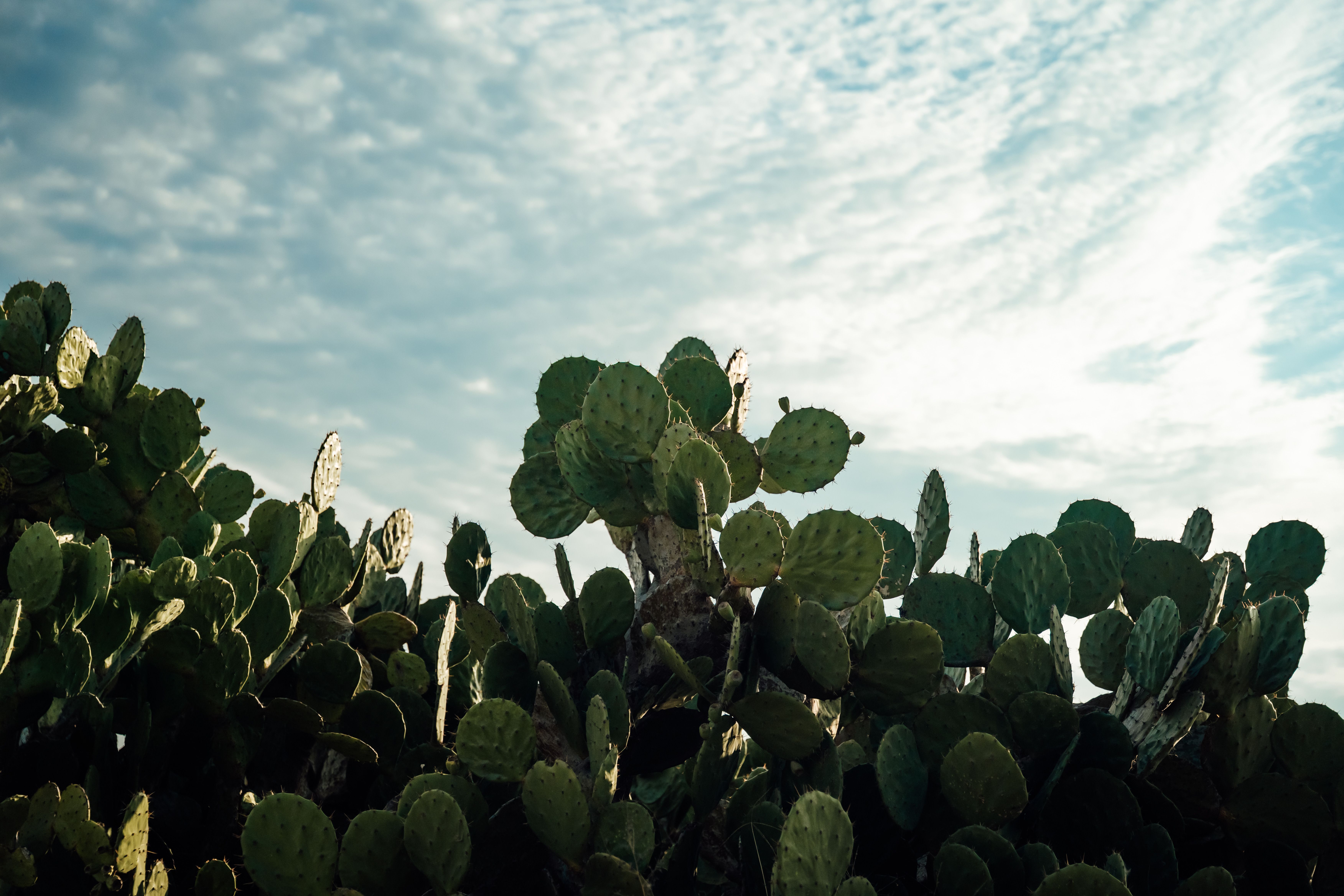 A vibrant prickly pear cactus under a bright, cloudy sky in Oaxaca, Mexico.