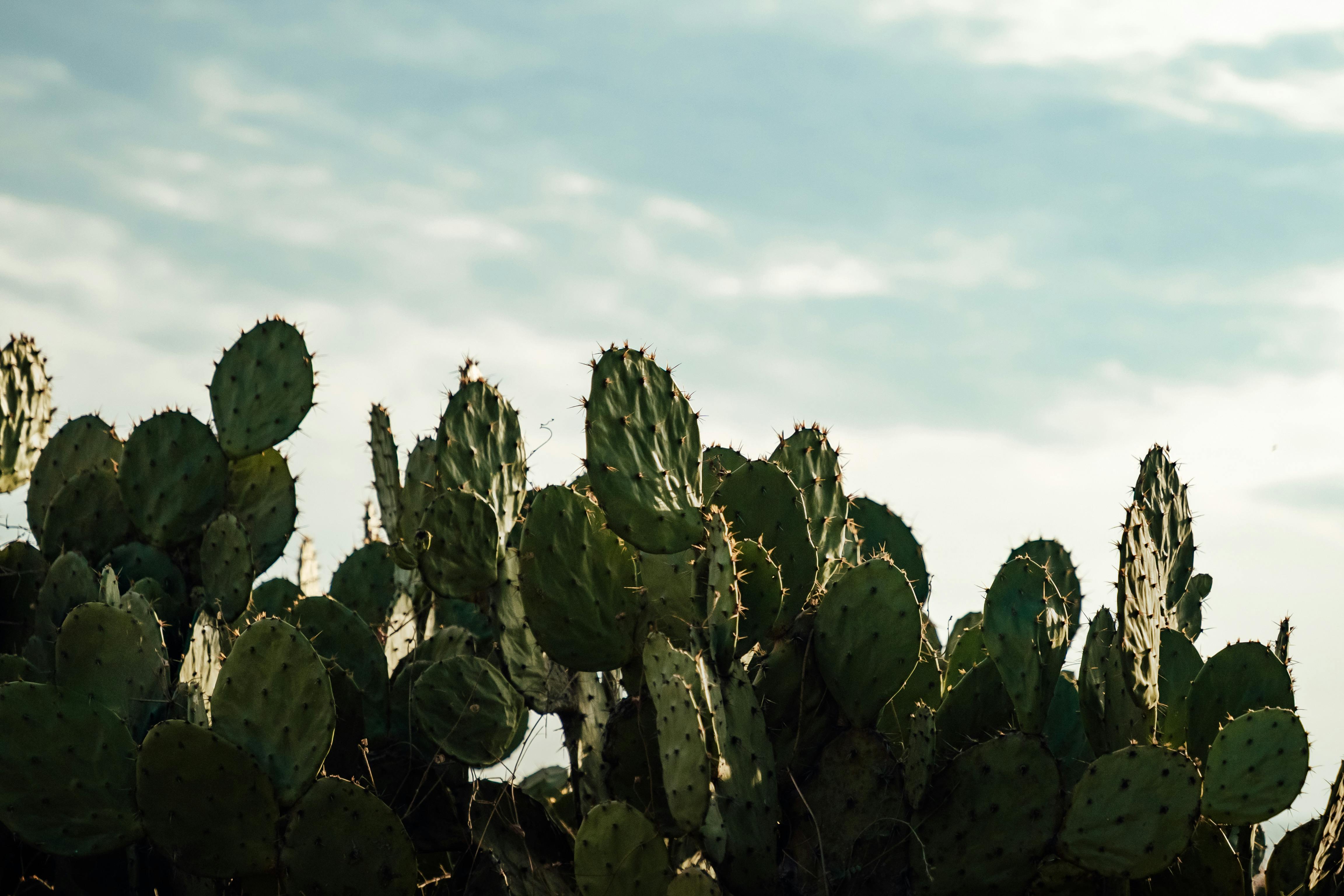 How To Cook Nopal For A Filling Lunch? How To Cook Nopal For A Filling Lunch?