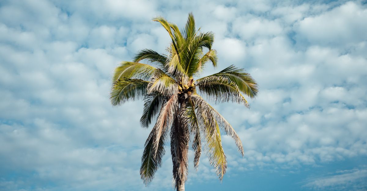 palm tree