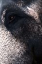 Black and White Skin Of An Animal
