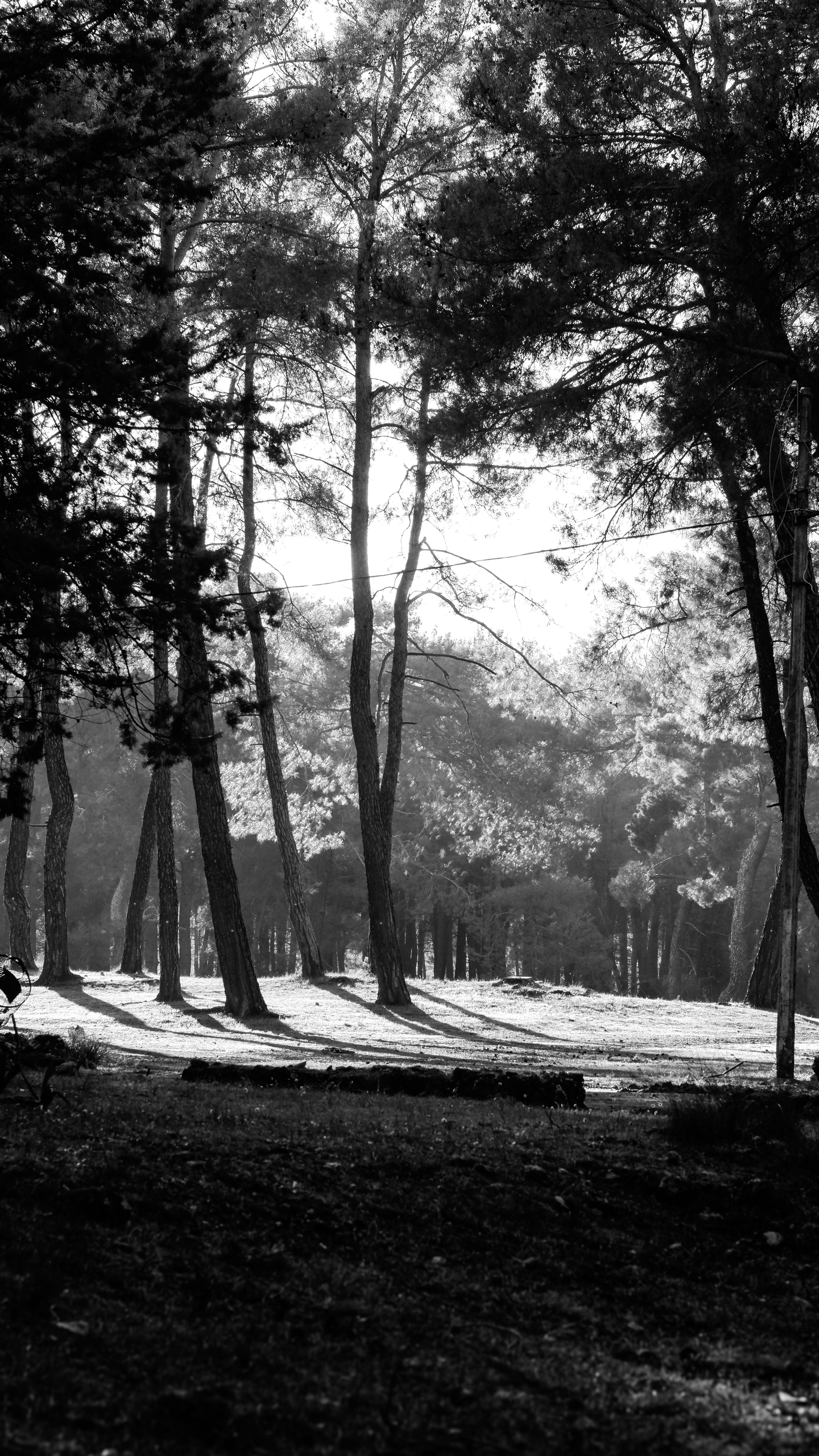 Black and White Forest Landscape with Sunlight · Free Stock Photo