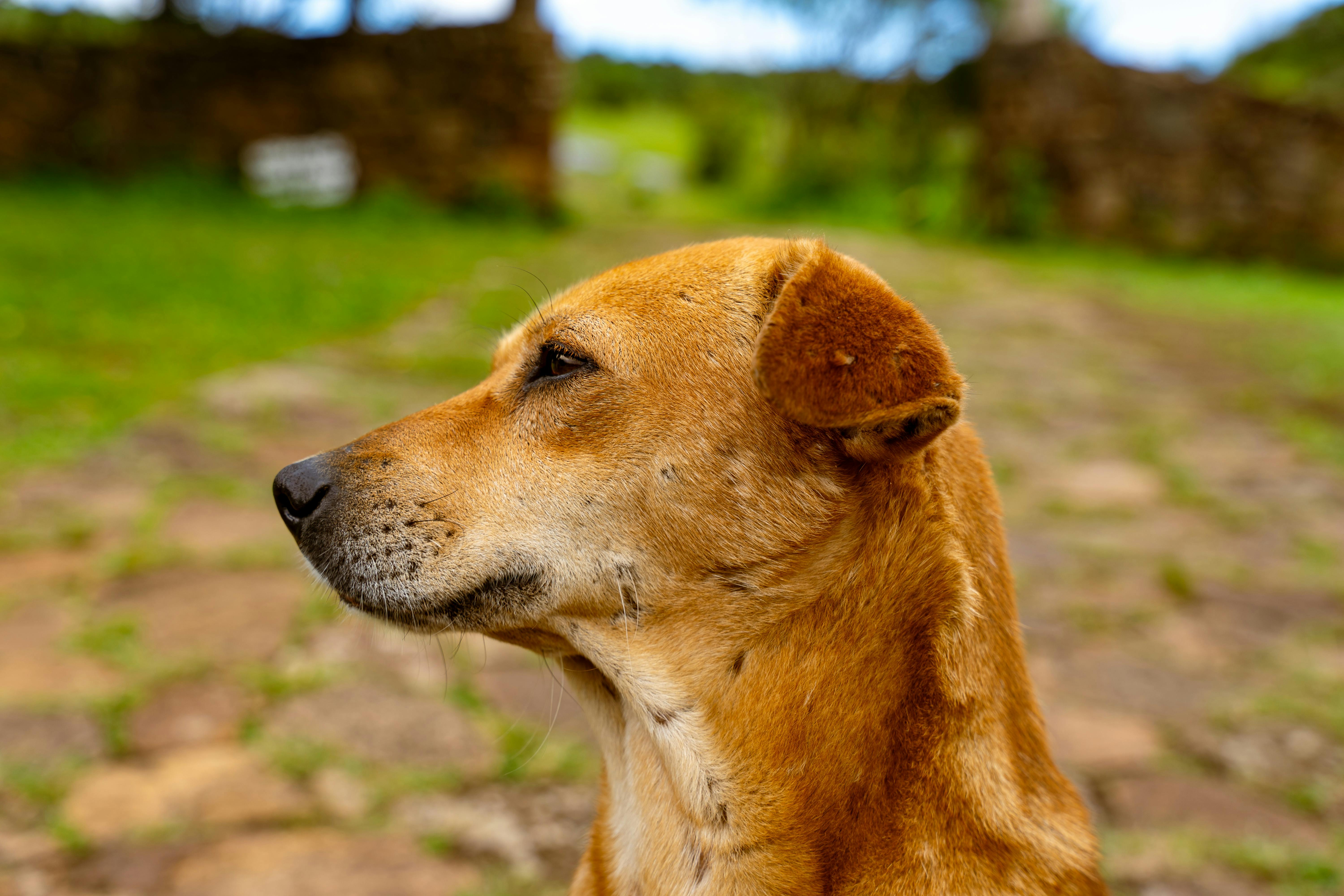 A thoughtful brown street dog gazes outside on a sunny day.
